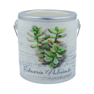 Cheerful Candle Echeveria Pulvinata - Almond Butter Pound Cake Farm Fresh Collection 566g