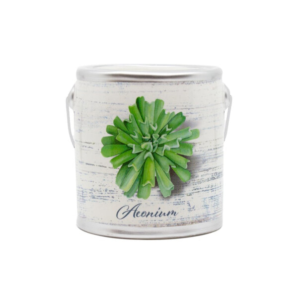 Day Spa - Aeonium Farm Fresh 566g