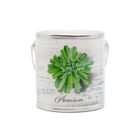 Day Spa - Aeonium Farm Fresh 566g