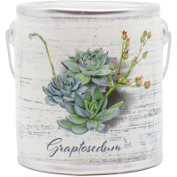 Cheerful Candle Graptosedum - Blushing Bouquet Farm Fresh 566g