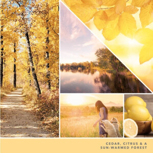 Sunlit Autumn Wachsmelt 22g