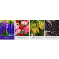 Wisteria Wachsmelt 64g