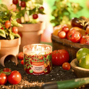 Sun Gold Tomato -  Tangy Lime · Tomato Vine...