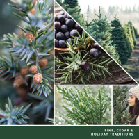 Balsam & Cedar Car Jar® Ultimate