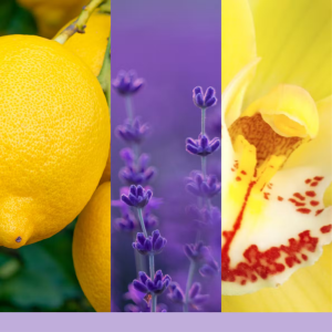 Lemon Lavender Elektrischer Duftspender - Nachfüller
