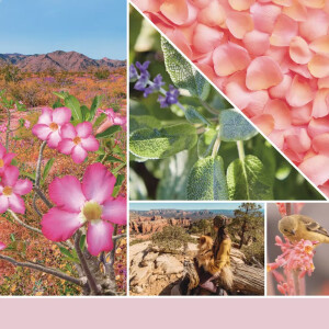 Desert Blooms Wachsmelt 22g