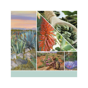 Aloe & Agave Wachsmelt 22g
