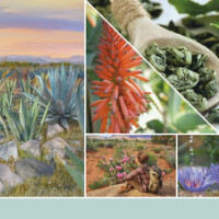 Aloe & Agave Wachsmelt 22g