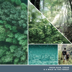 Bayside Cedar Elektrischer Duftspender - Nachfüller